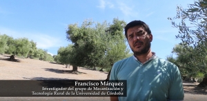 VIDEO | Las cubiertas vegetales reducen más de un 75% la pérdida de carbono del suelo en el olivar mediterráneo