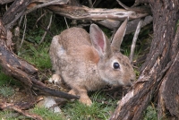 El conejo de monte protagoniza la III Jornada de Caza, Pesca y Naturaleza