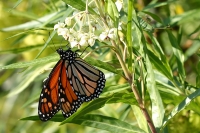 Un ejemplar de mariposa monarca