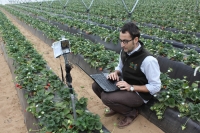 Un integrante del equipo científico del Departamento de Agronomía de la UCO sobre mejoras tecnológicas en cultivos hortícolas realiza mediciones en una plantación fresera 