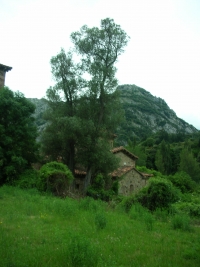 La Iglesia y el olivo de Santa Maria de Lebea