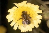 Cientificos del Hospital Universitario ' Reina Sofa' disean una novedosa frmula de aplicacin de la vacuna contra la alergia al veneno de las abejas.