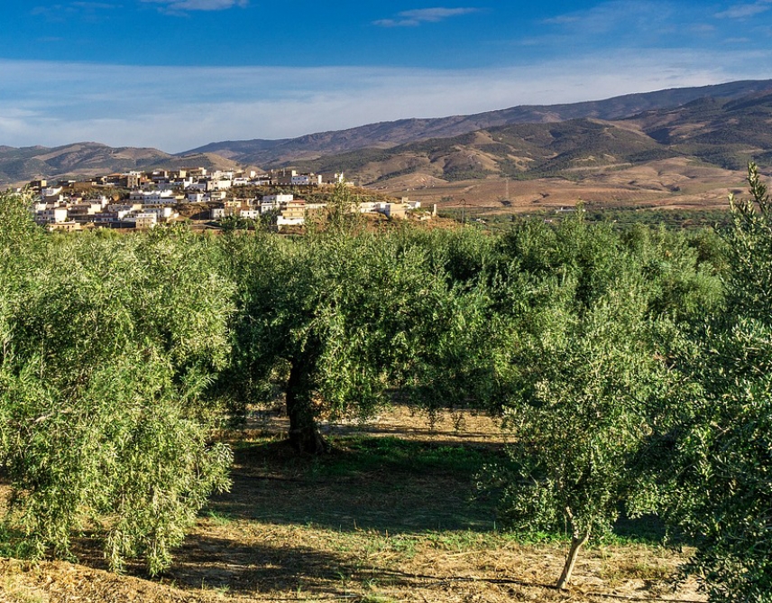 La UCO y Todolivo cooperarán para determinar la huella de carbono en plantaciones de olivar en seto y tradicional