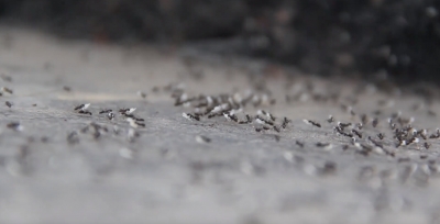Hormigas alrededor de un hormiguero