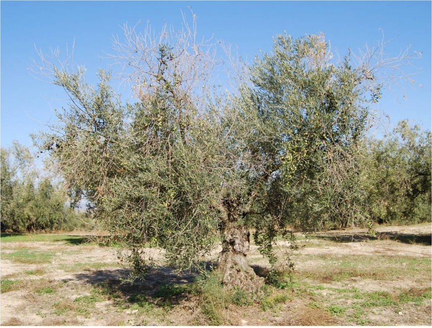 El estudio de variedades de olivo estrecha el cerco contra la antracnosis de la aceituna