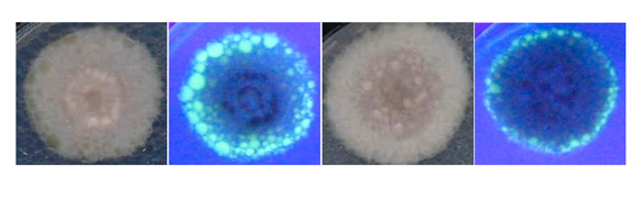 Caracterización molecular del sistema lipolítico de F. oxysporum f.sp. lycopersici  