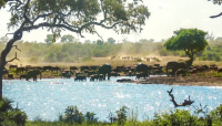 Imagen de sabana en África