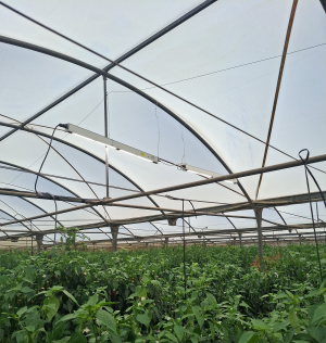 Cultivo en invernadero donde ha trabajado el GO SMALI