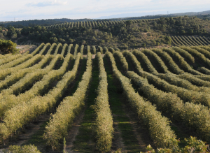 El proyecto GEN4OLIVE presenta en Córdoba los resultados de 4 años de trabajo científico sobre el olivar