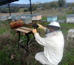 Un algoritmo basado en la IA ayuda a localizar las celdas llenas de miel en las colmenas