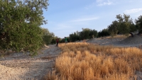 Imagen del olivar gestionado por la Universidad de Córdoba dentro del proyecto Diverfarming 