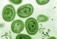 Cianobacterias marinas del género Prochlorococcus. / Chisholm Lab