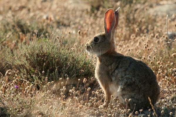 Imagen de la especie de conejo de monte estudiada en el trabajo (Marco A. Escudero),
