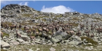 Imagen de ungulados en Parque Nacional