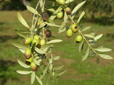 Aceitunas del Banco Mundial de Germoplasma del Olivo de Córdoba